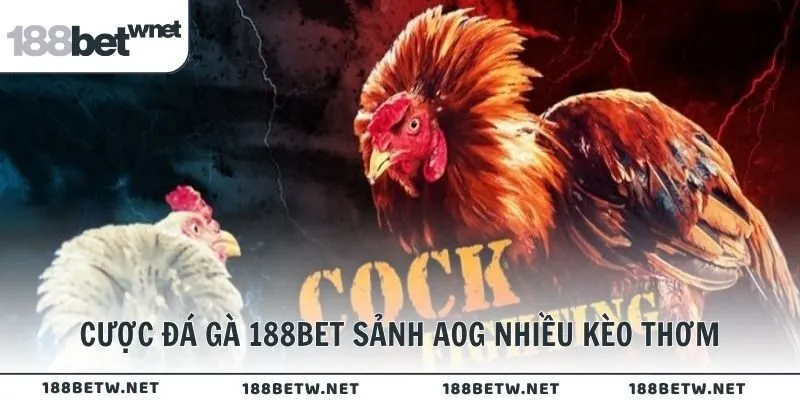 Cược đá gà 188BET sảnh AOG nhiều kèo thơm
