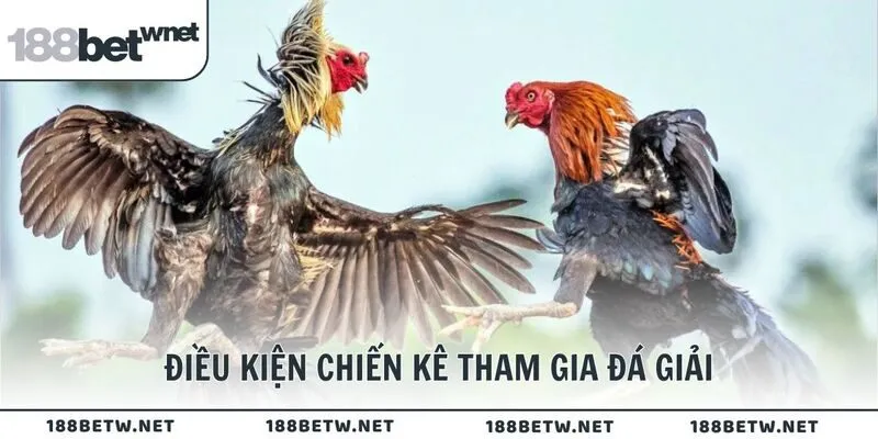 Điều kiện chiến kê tham gia đá giải