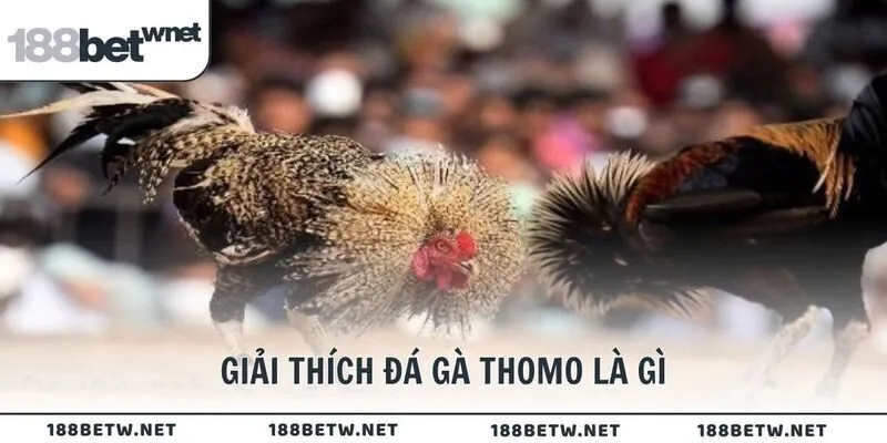 Giải thích đá gà Thomo là gì